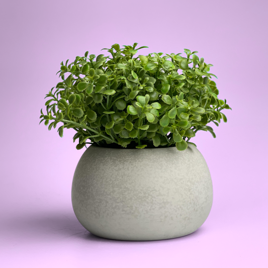 Mini Succulent Planter | Air Plant Holder - Concordia Style Boutique
