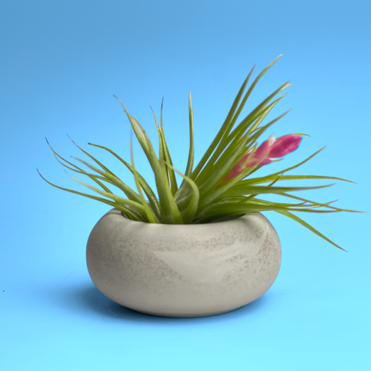 Modern Air Plant Holder - Concordia Style Boutique