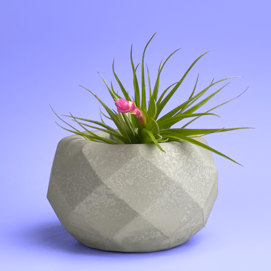 Geometric Air Plant Holder - Concordia Style Boutique