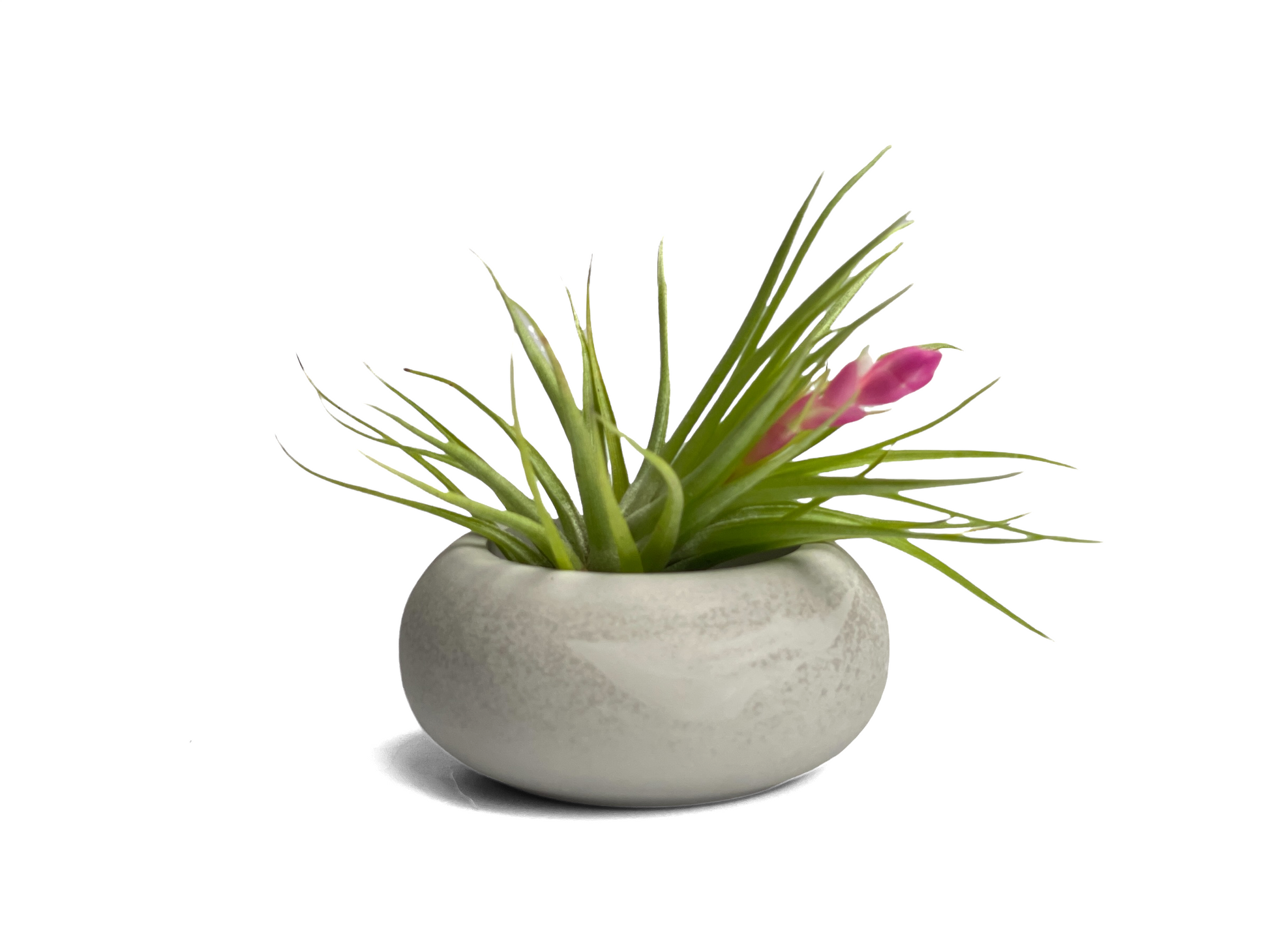 Modern Air Plant Holder - Concordia Style Boutique