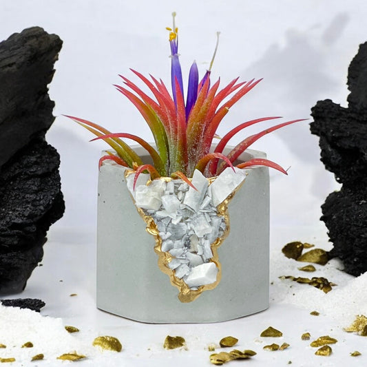 RAW MOONSTONE GEODE PLANTER - Concordia Style Boutique