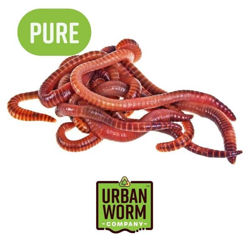 Pure Red Wiggler Composting Worms - Concordia Style Boutique