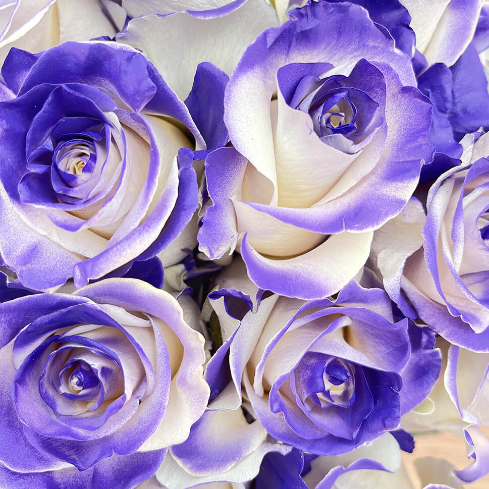 PURPLE VAUGHN