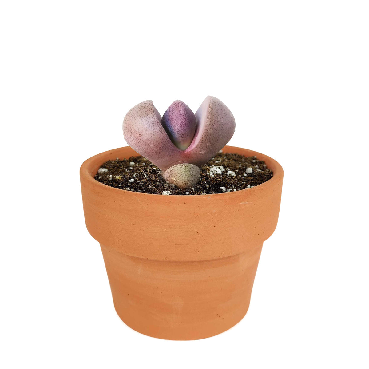 Royal Flush Succulent Purple Split Rock Cactus