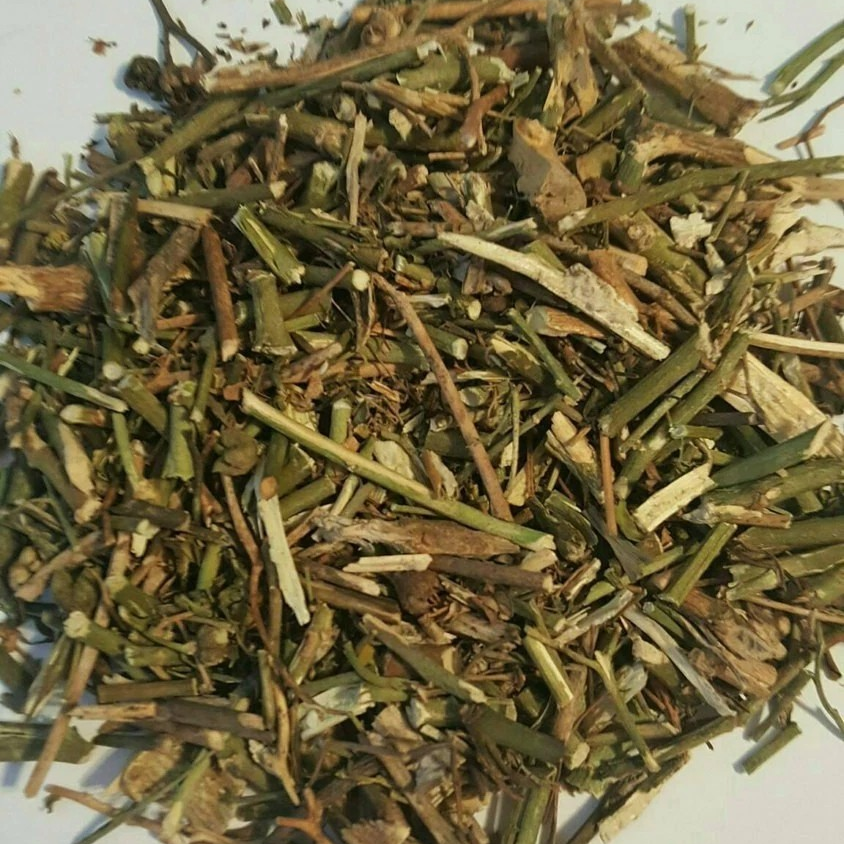Rue Herb (Ruda) | Protection, Digestive & Circulatory Support