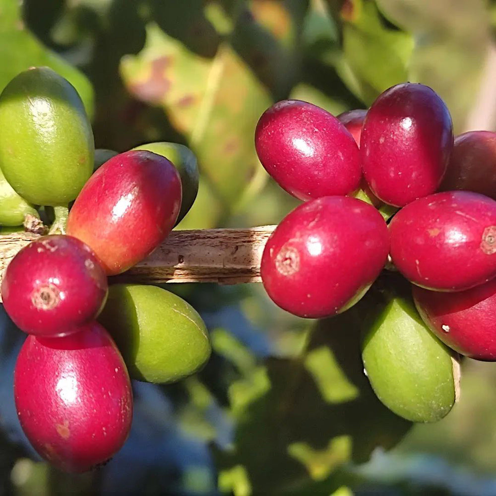 Honduran Espresso Blend Coffee - Concordia Style Boutique