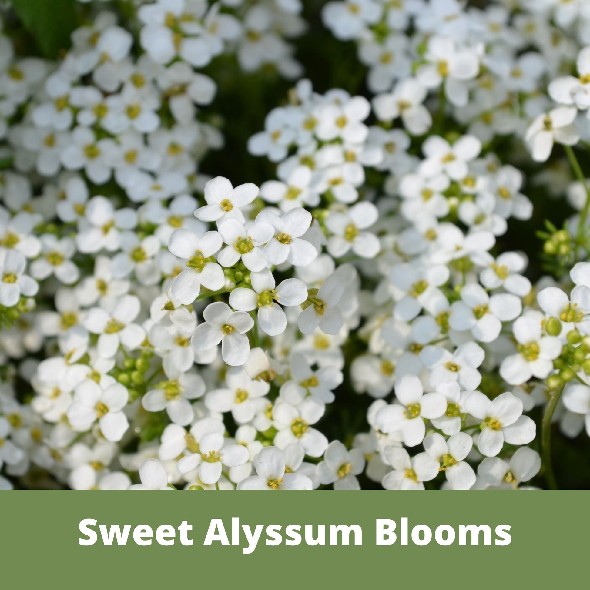 Sweet Alyssum Carpet Of Snow Seed Pouch - Concordia Style Boutique