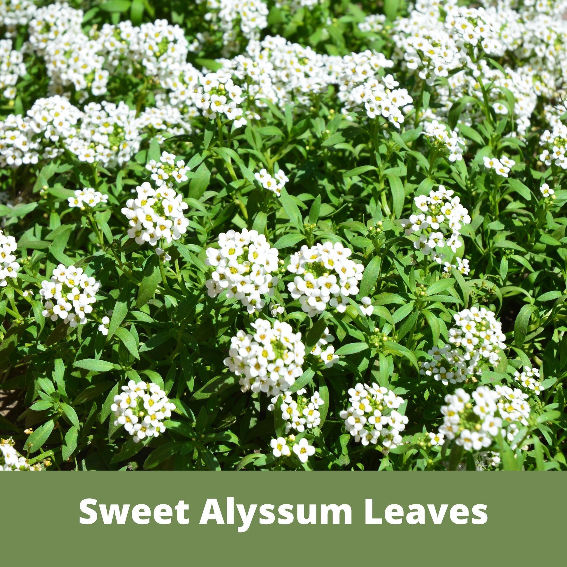 Sweet Alyssum Carpet Of Snow Seed Pouch - Concordia Style Boutique