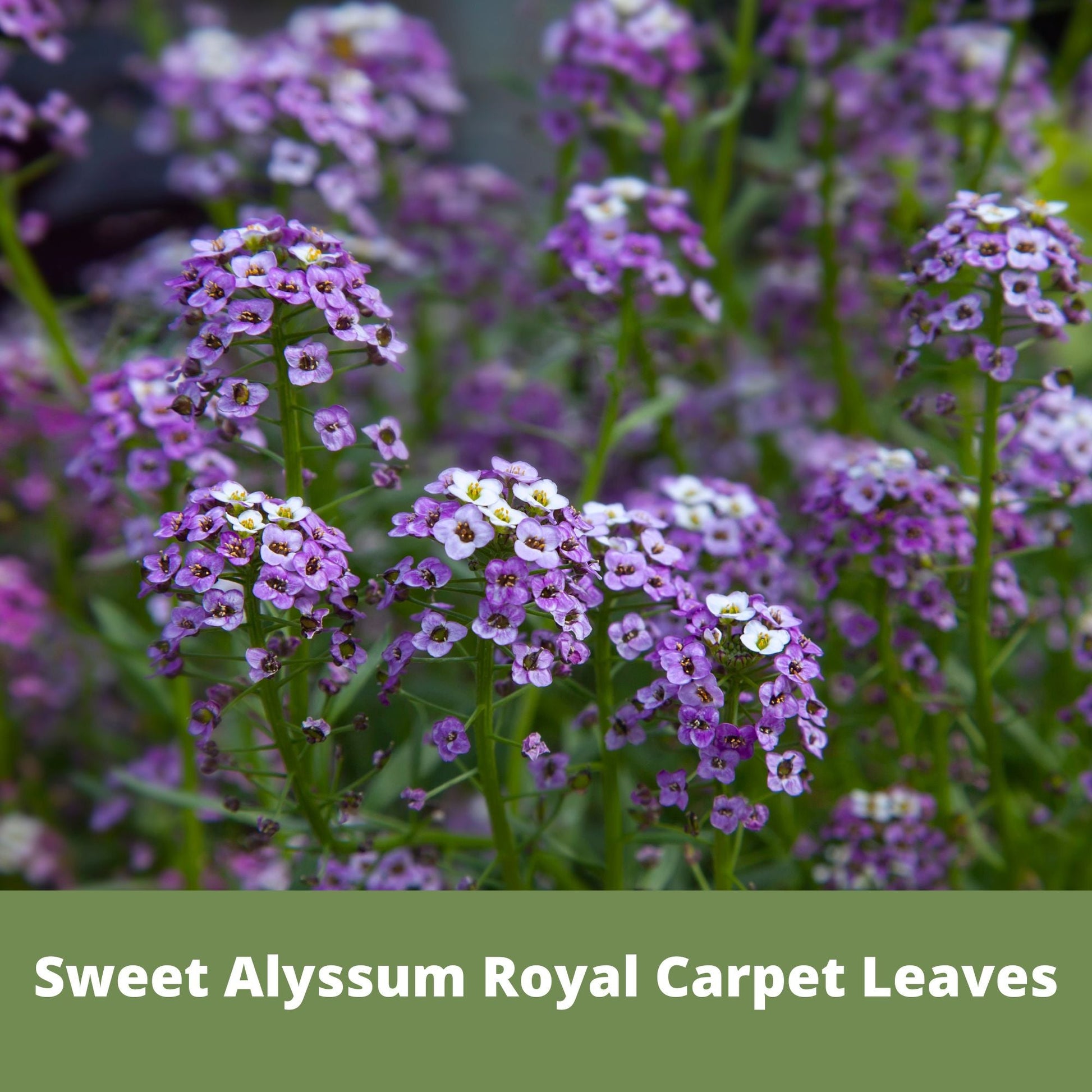 Sweet Alyssum Royal Carpet Seed Pouch - Concordia Style Boutique