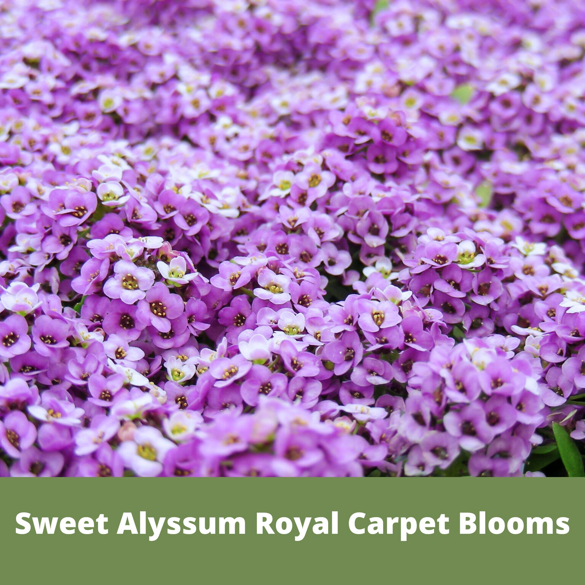 Sweet Alyssum Royal Carpet Seed Pouch - Concordia Style Boutique