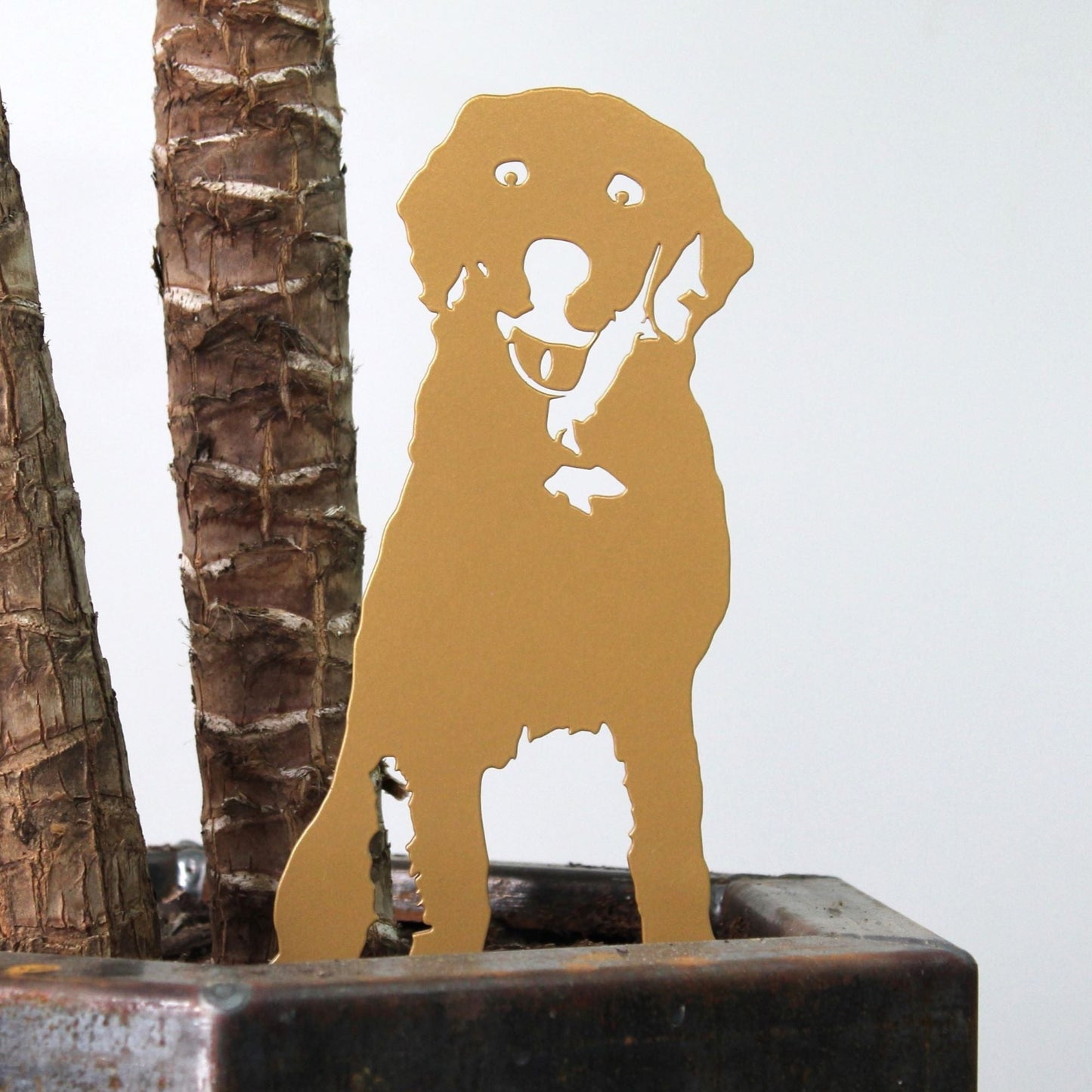 Special Edition *Gold* Labrador Retriever