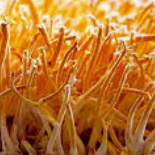 Cordyceps Mushroom | Endurance & Immune Power