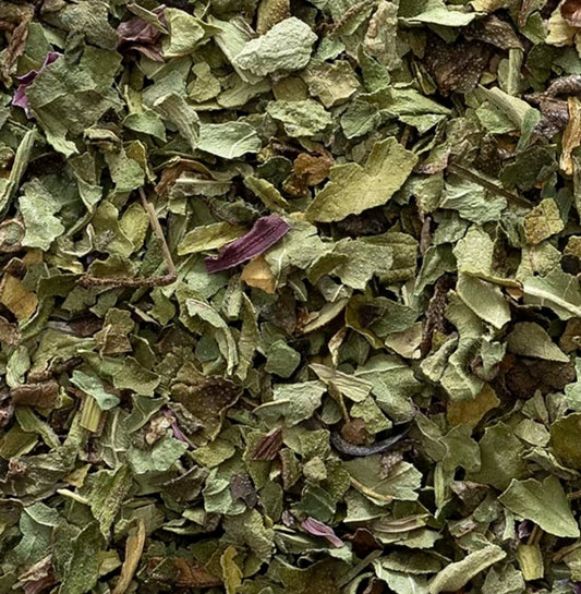 Echinacea | Immune Support & Recovery Aid