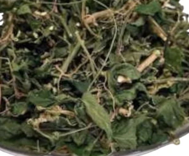 Dog Blood Bush | Fertility & Circulatory Support