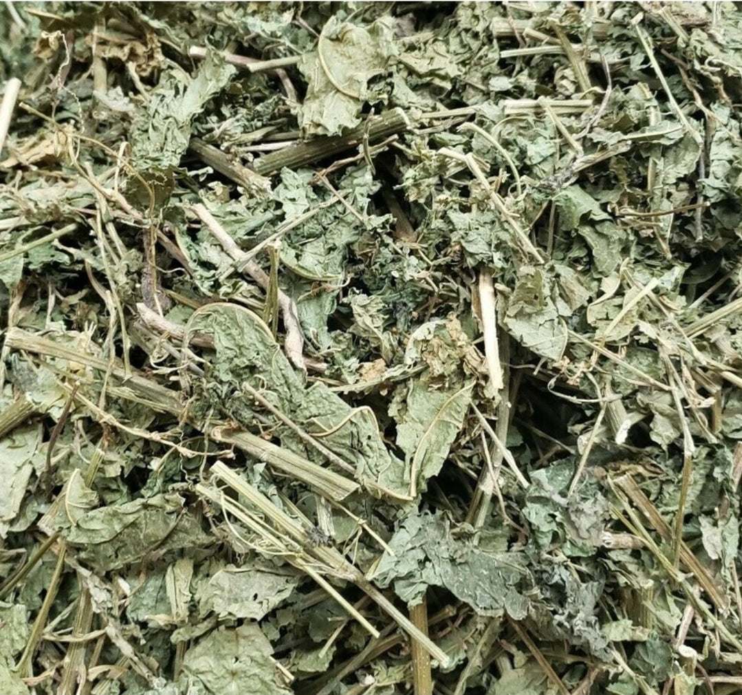 Jamaican Guinea Hen Weed | Immune Support & Traditional Healing