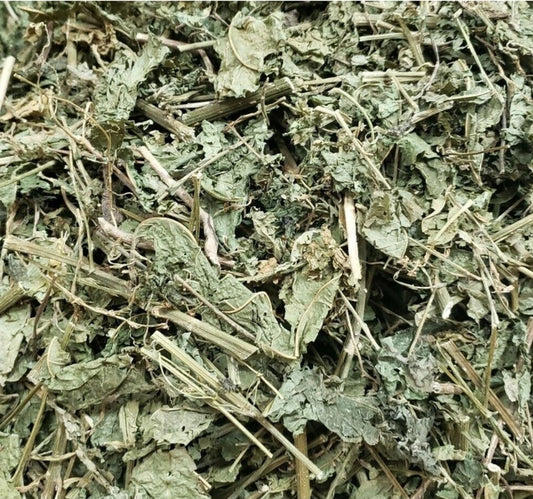 Jamaican Guinea Hen Weed | Immune Support & Traditional Healing