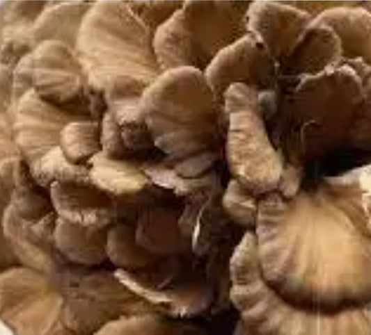 Maitake Mushroom | Immune Balance & Blood Sugar Support