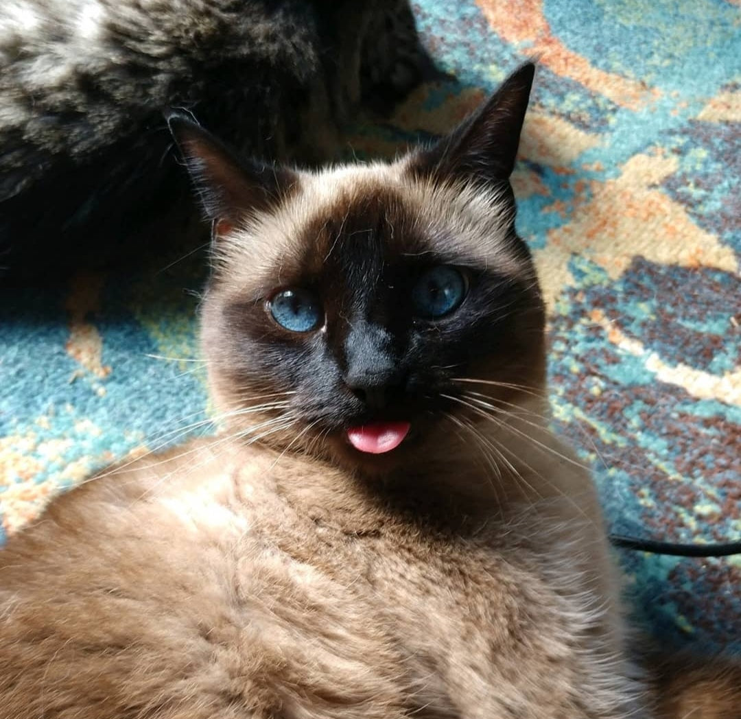 "BLEP" Sarcastic Cat Sticker