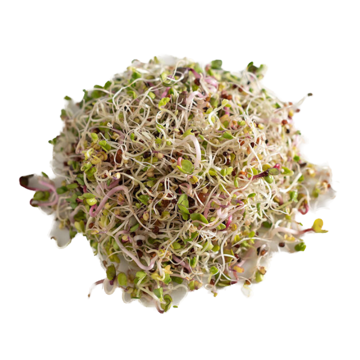 Seed Sprouting Kit | Sprouts | Microgreens