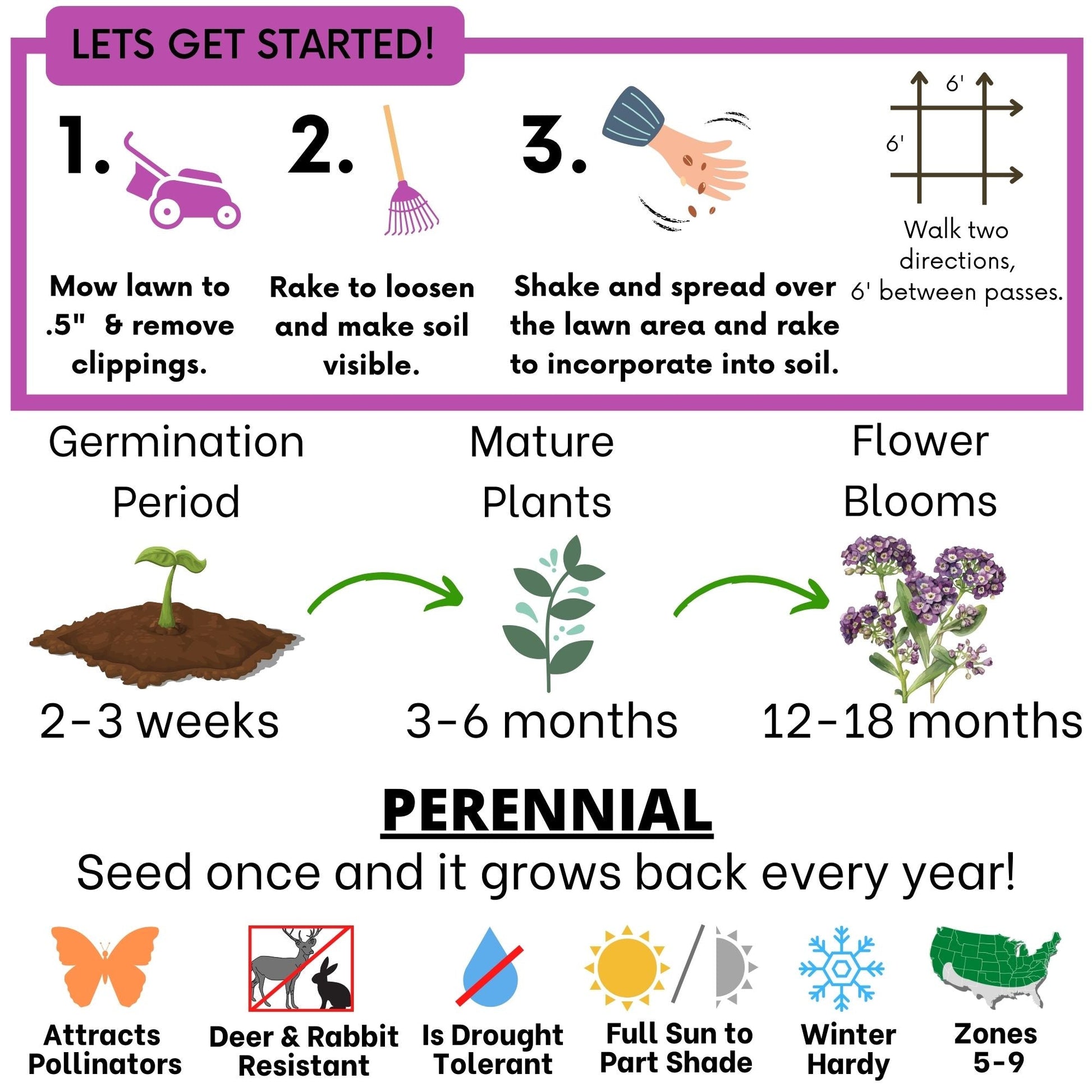 Sweet Alyssum Royal Carpet Seed Pouch - Concordia Style Boutique