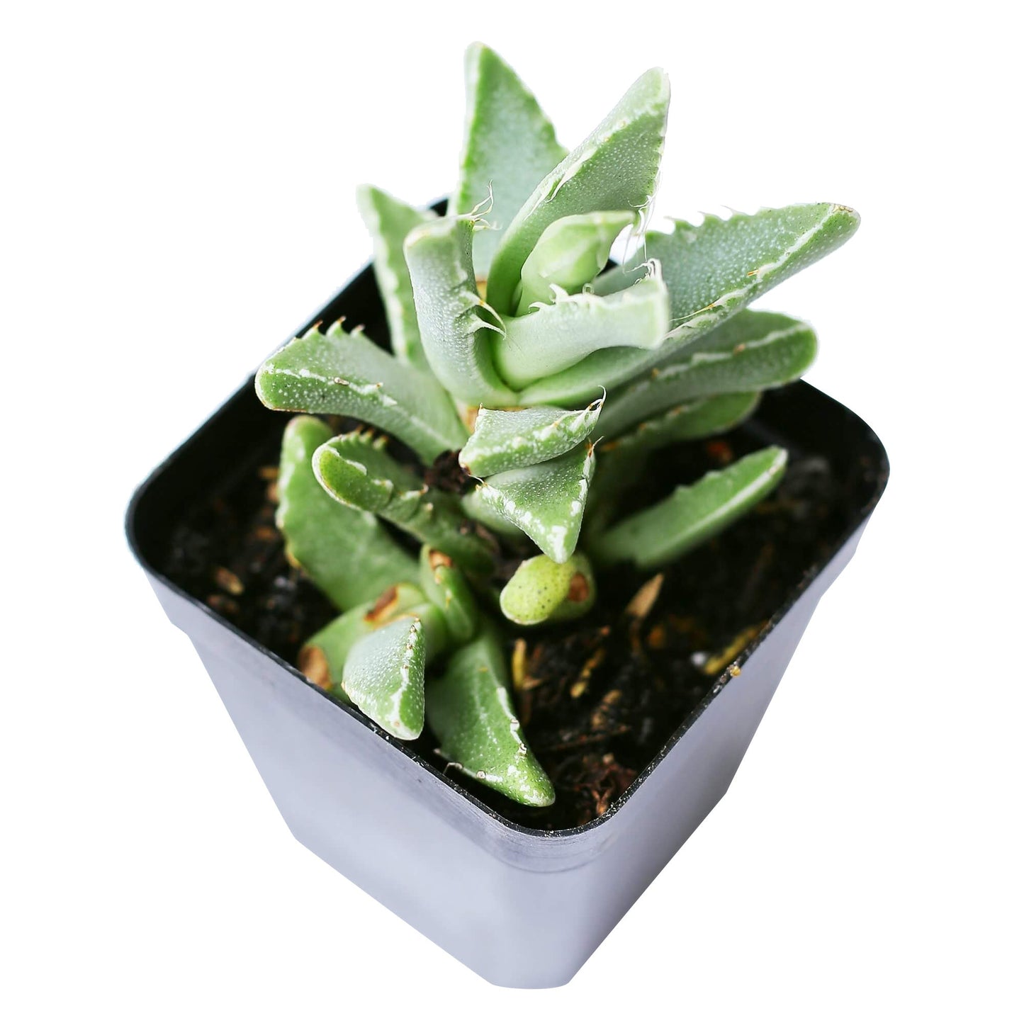 Tiger’s Jaw Crassula