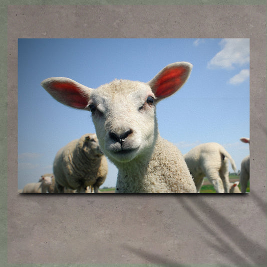 Curious Lamb Canvas Wall Art