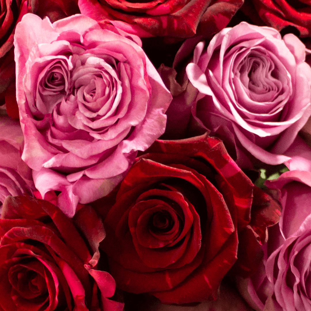 VELVET PASSION