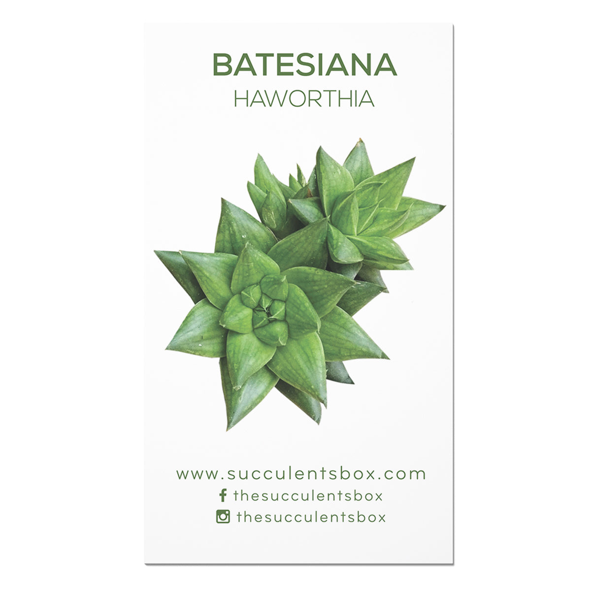 Agave/ Aloe/ Gasteria and Haworthia Succulent ID Cards