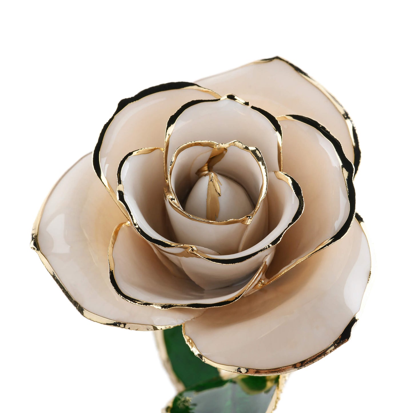 Timeless Rose (White) - Concordia Style Boutique