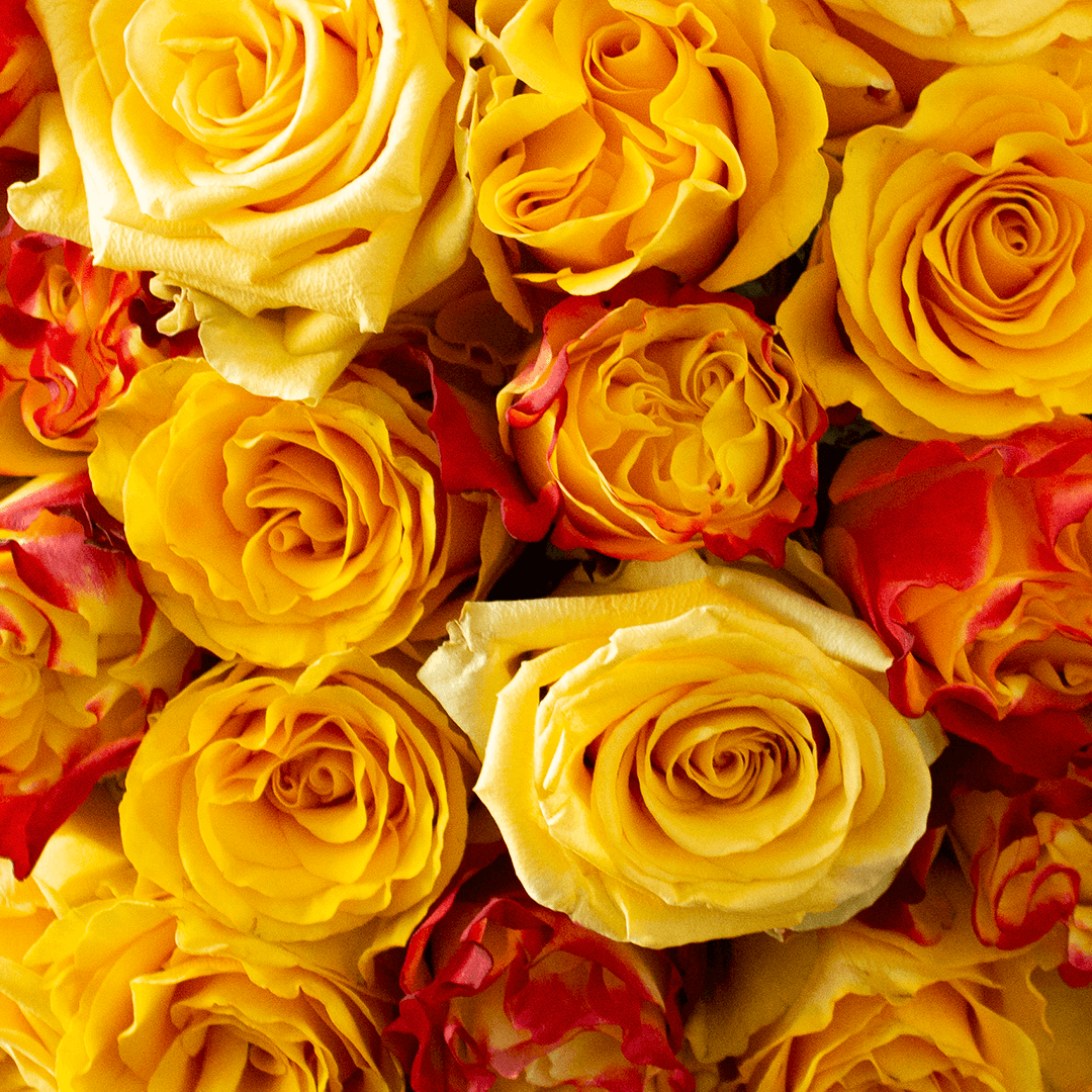 YELLOW EXPLOSION