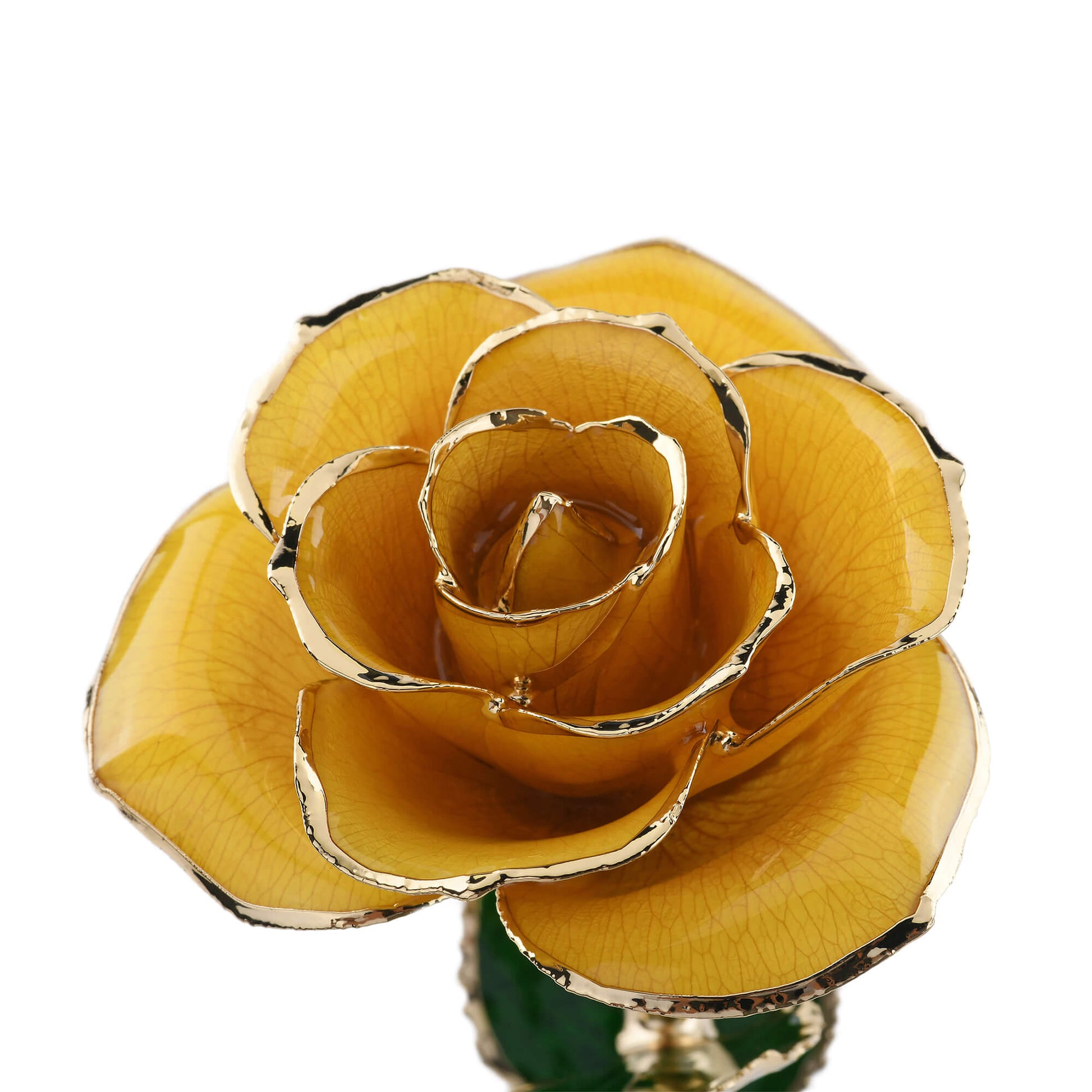 Timeless Rose (Yellow) - Concordia Style Boutique