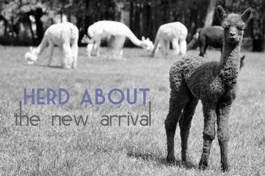 Alpaca Greeting Card - Herd About the New Arrival