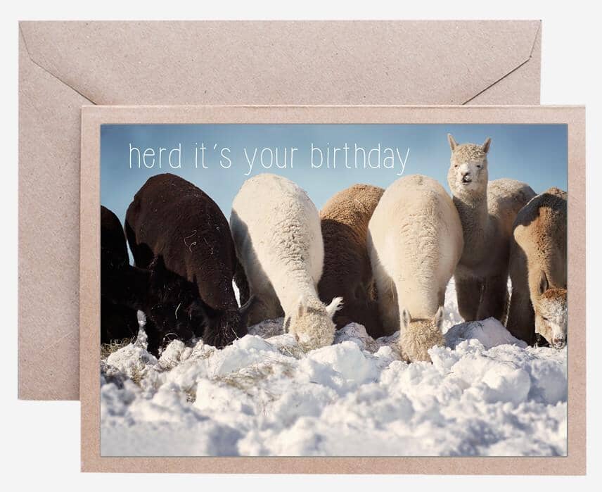 Alpaca Greeting Card - Herd It's Your Birthday