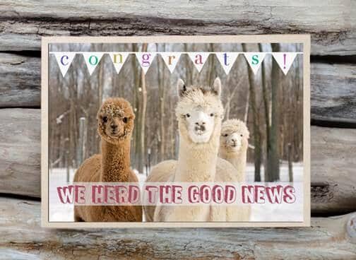 Alpaca Greeting Card - We Herd the Good News