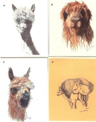 Alpaca Greeting Cards by Dee