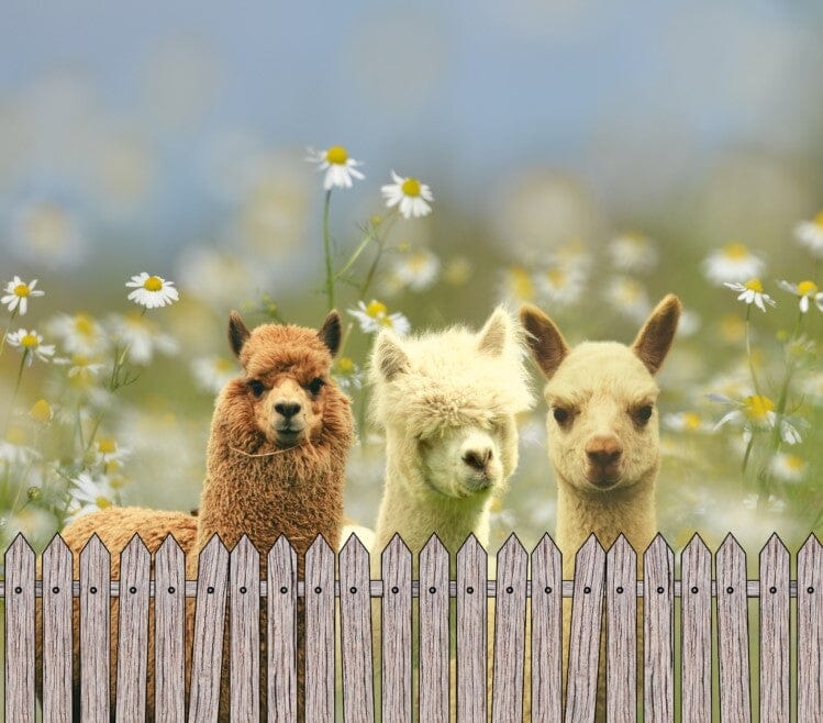 Alpaca Drink Tumbler