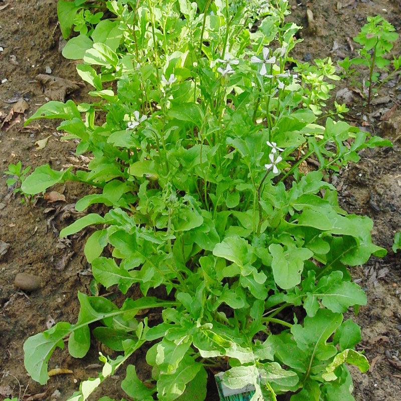 Arugula Greens Seeds (Organic)