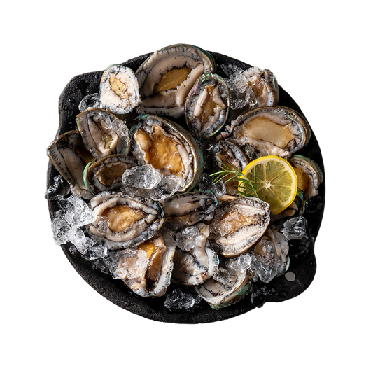 Frozen Abalone Large - Concordia Style Boutique