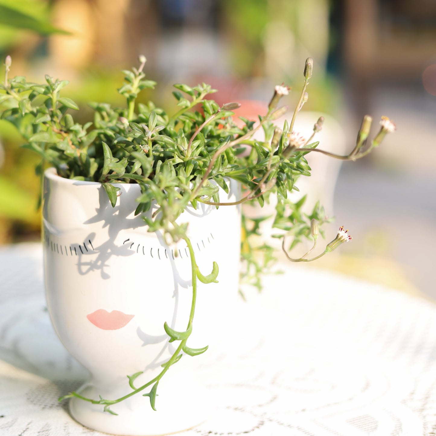 Beauty Pot Large Size