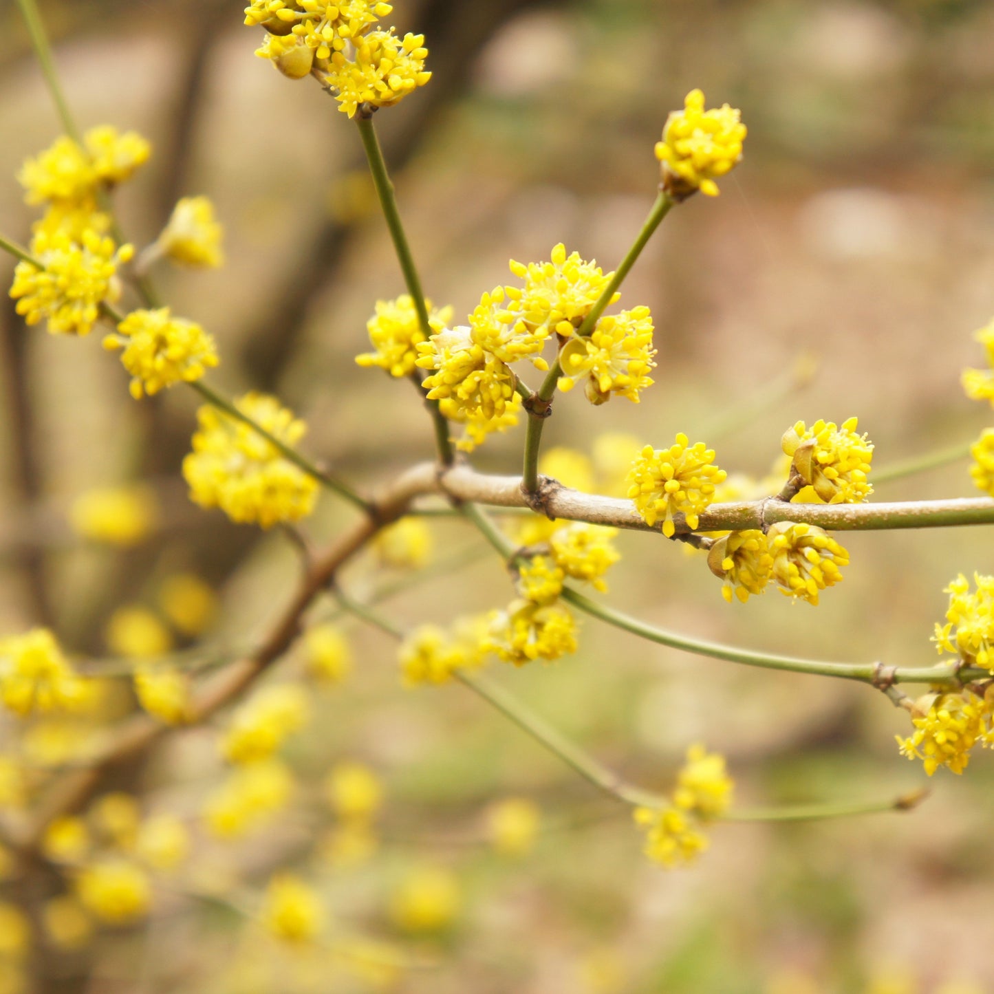 Benzoin Essential Oil