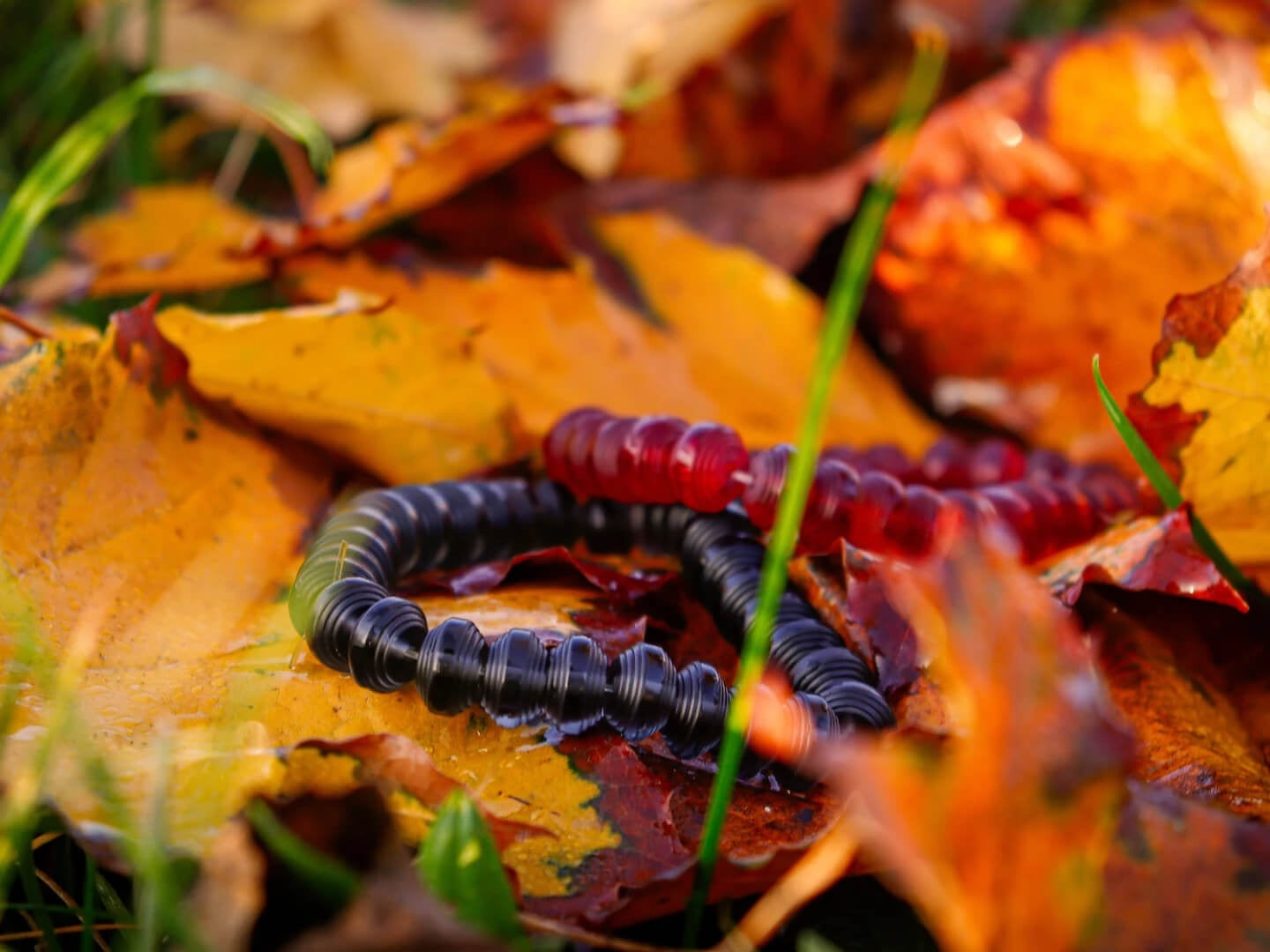 Bracelet - Concordia Style Boutique
