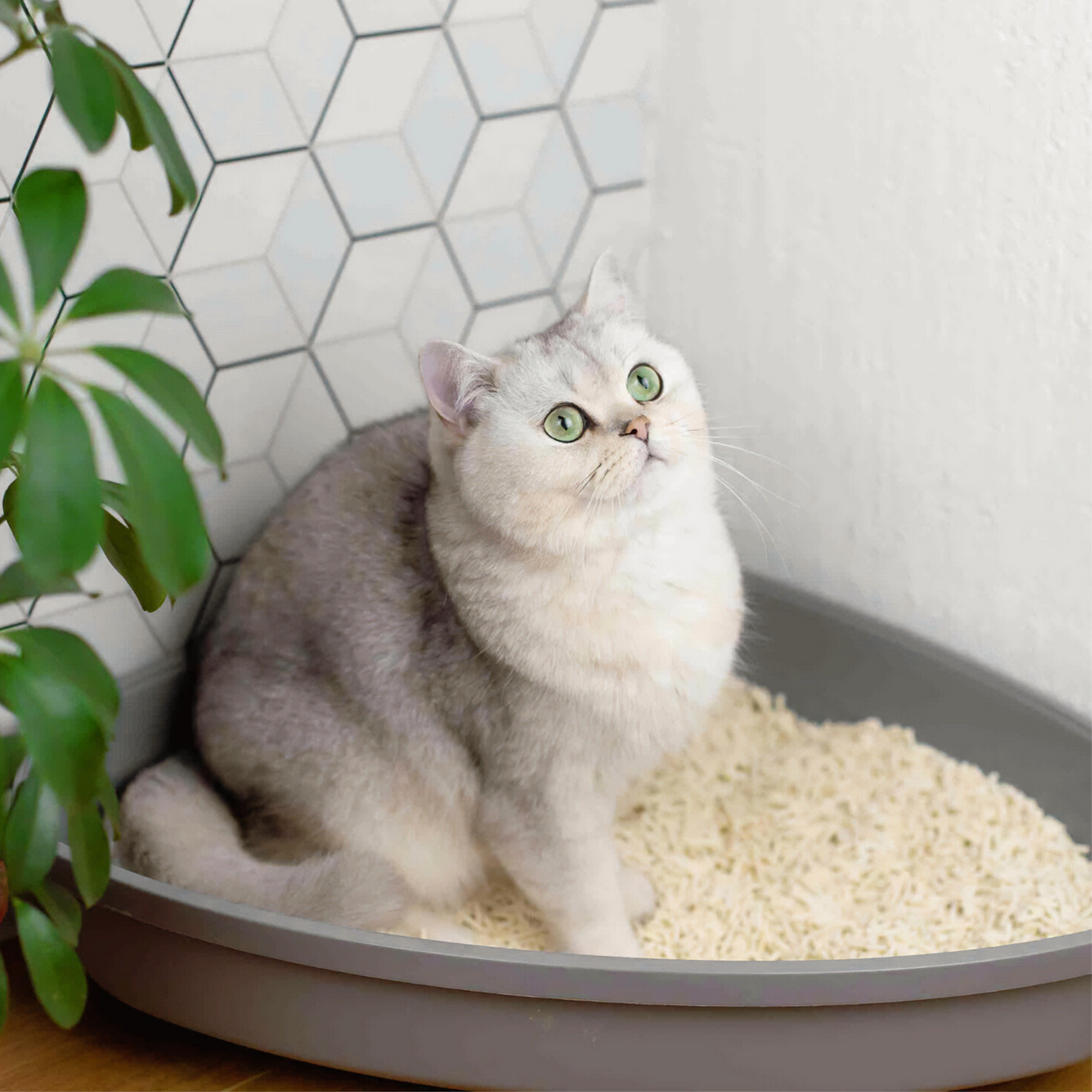 All-Natural, Non-Toxic Plant-Based Cat Litter - 1 Pack (Collective)