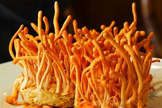 Cordyceps Mushroom Tincture