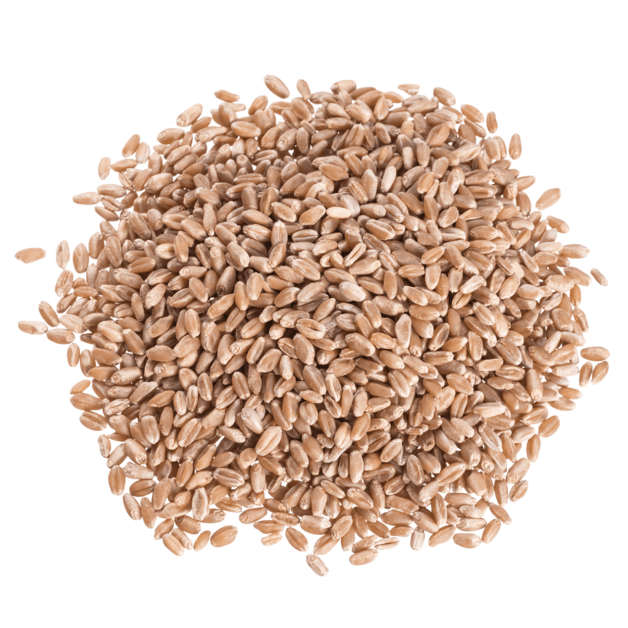 Wheat Berries, Hard Red, Spring Wheat - Concordia Style Boutique