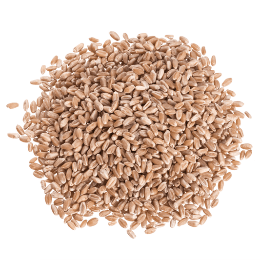 Wheat Berries, Hard Red, Spring Wheat - Concordia Style Boutique