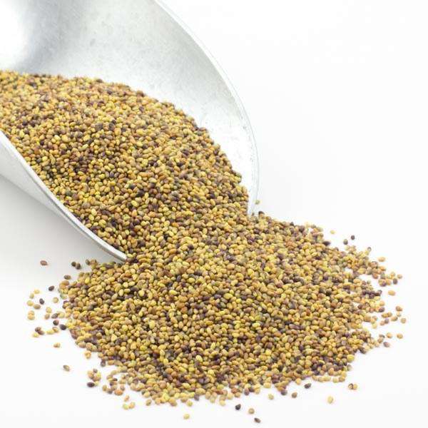 Clover Seeds, Red, Organic - Concordia Style Boutique