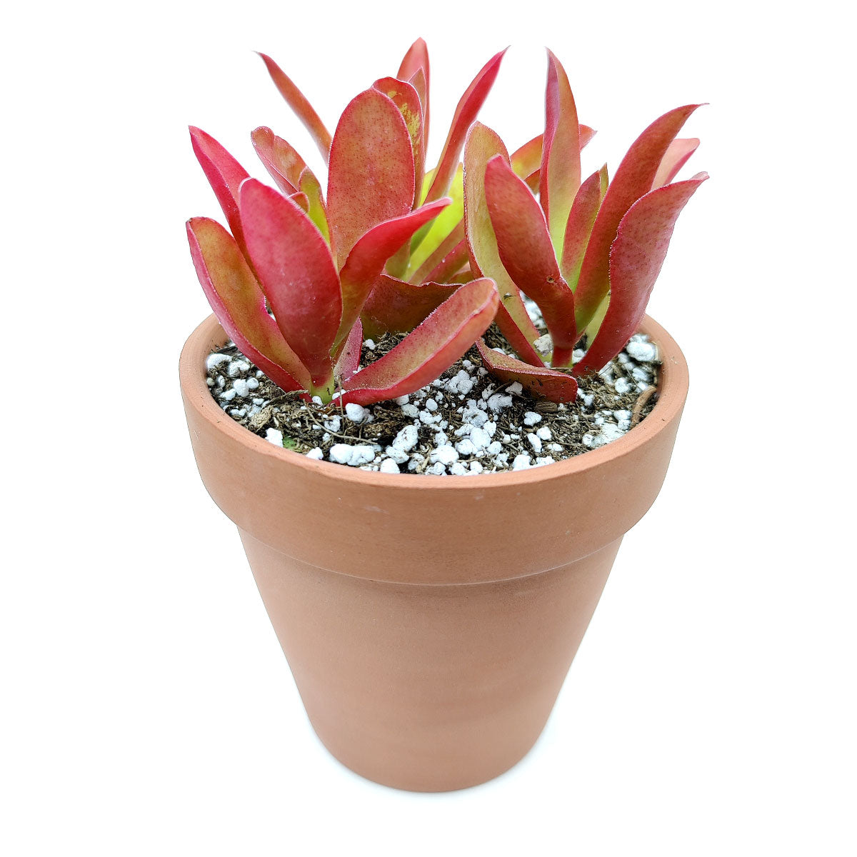 Crassula Campfire Plant - Premium Succulents from Succulents Box - Just $6.75! Shop now at Concordia Style Boutique