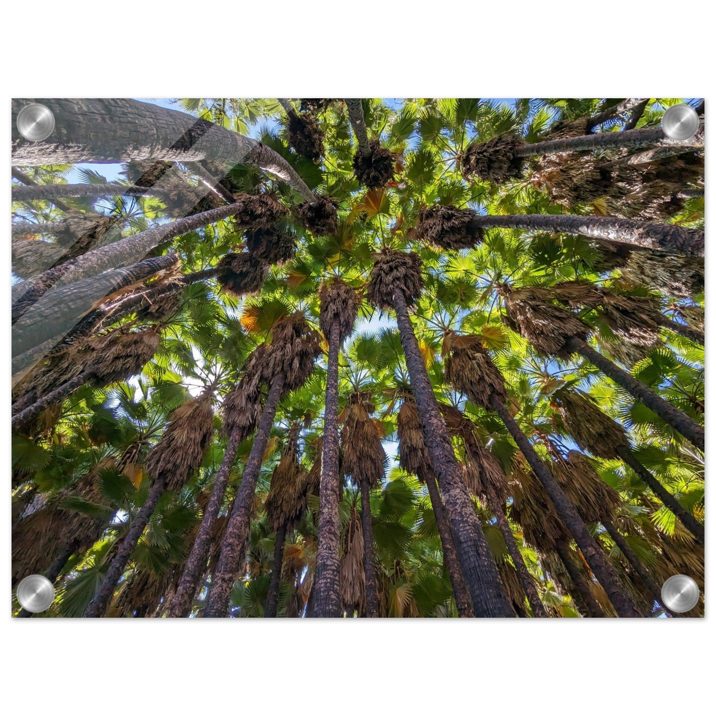 "Under the Canopy: Natural Wonder of Israel" Acrylic Print