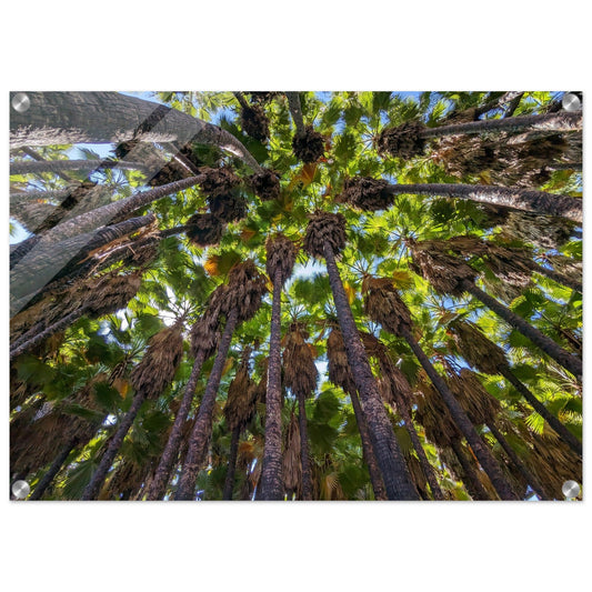 "Under the Canopy: Natural Wonder of Israel" Acrylic Print