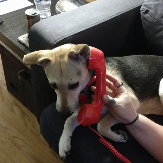 "Hello? This is Dog." Sarcastic Funny Dog Sticker